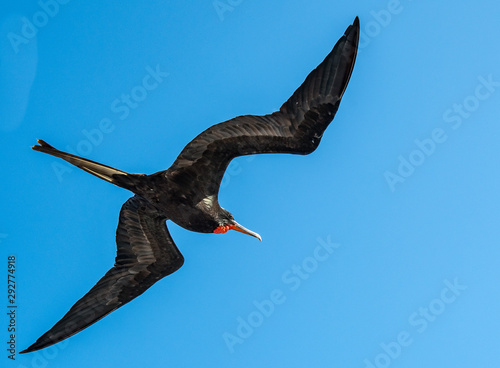 Frigate magnificens in flight in the sky of the Galapagos Islands.