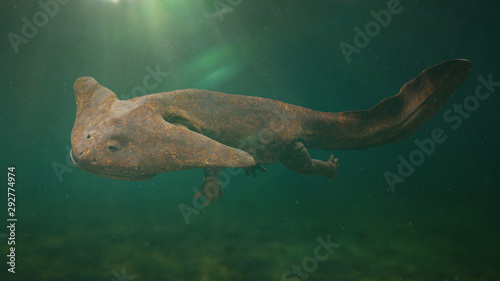 Photography Diplocaulus, extinct amphibian from the Late Carboniferous to Permian period