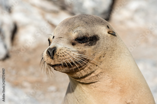 Closeup of sea lion at the Galapagos Islands.