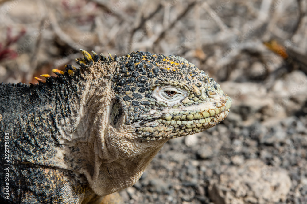 Closeup of ground iguana at the Galapagos Islands. Closeup of ground iguana at the Galapagos Islands.