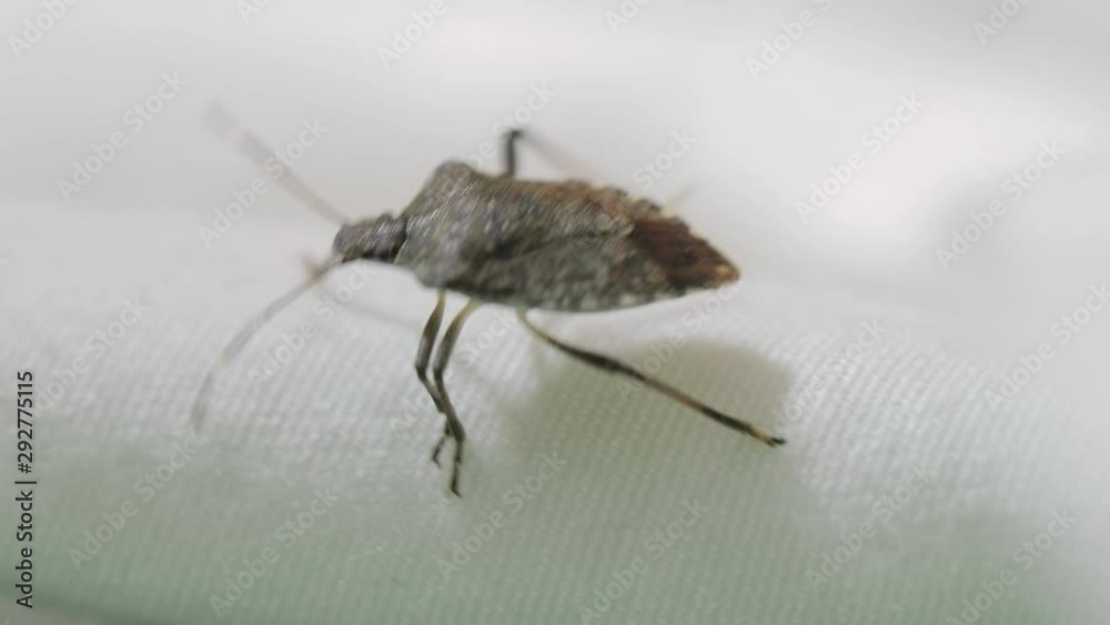 Stink bug crawling on a bed