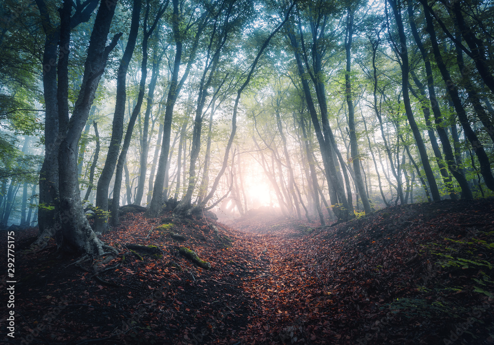 Beautiful mystical forest in fog at sunrise in autumn. Colorful landscape with enchanted trees with orange and red leaves. Scenery with path in dreamy foggy forest. Fall colors in october. Nature Beautiful mystical forest in fog at sunrise in autumn. Colorful landscape with enchanted trees with orange and red leaves. Scenery with path in dreamy foggy forest. Fall colors in october. Nature