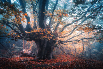 Fototapete Landschaften Alter magischer Baum mit großen Ästen und orangefarbenen Blättern im blauen Nebel im Regen. Herbstfarben. Mystischer Nebelwald. Landschaft mit Märchenwald im Herbst. Bunte Landschaft mit schönem nebligen alten Baum  © den-belitsky