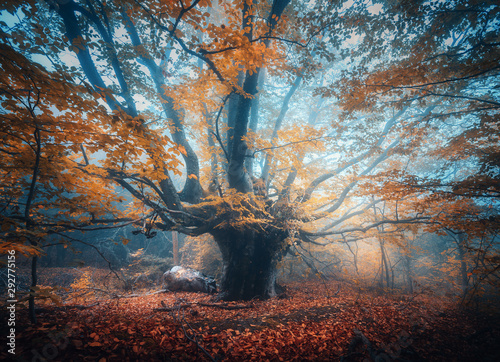 Old magical tree with big b...