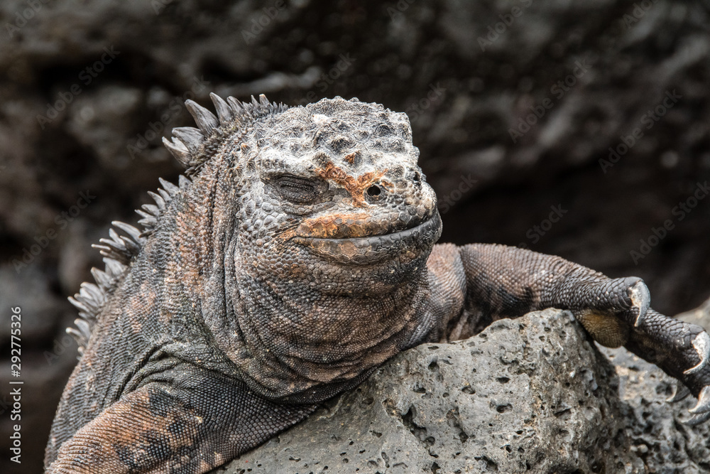 Obraz premium Close up of marine iguana on the Galapagos Islands.