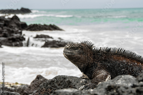 Close up of marine iguana on the Galapagos Islands.