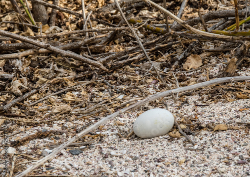 Wallpaper Mural Booby nazca egg in a nest under the bushes at Genovesa Island, Galapagos. Torontodigital.ca