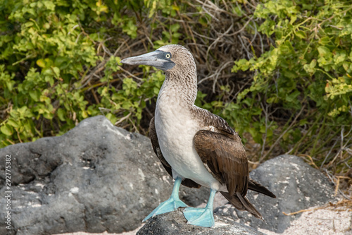 A blue footed booby stands on a stone near his nest and egg.