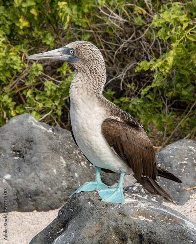 A blue footed booby stands on a stone near his nest and egg. photo