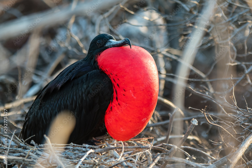 Naklejka premium Male frigate flaunts the red goiter swollen at the Galapagos Islands.