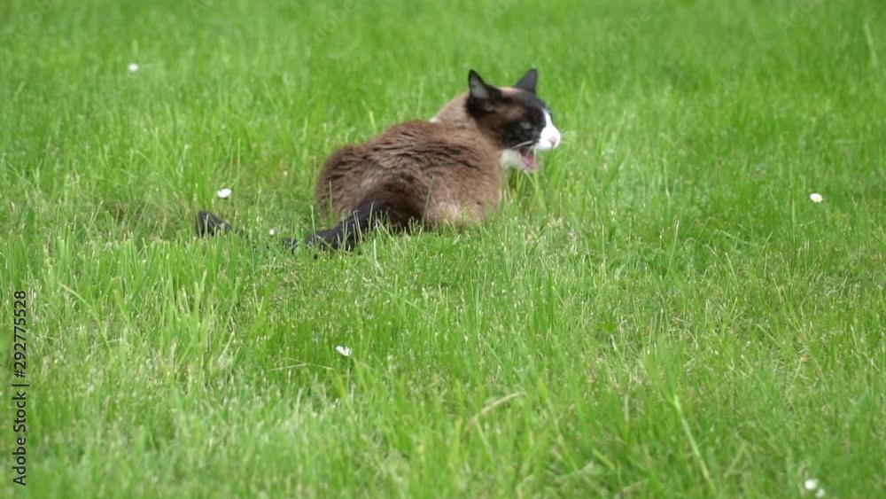 A brown Siamese cat in a French meadow A brown Siamese cat in a French meadow