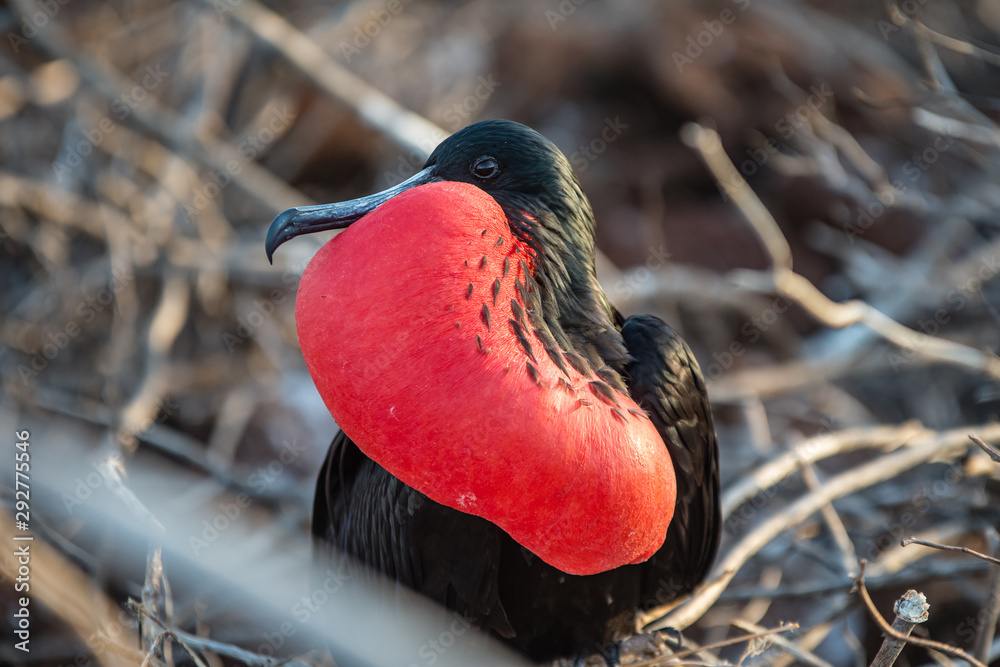 Fototapeta premium Male frigate flaunts the red goiter swollen at the Galapagos Islands.