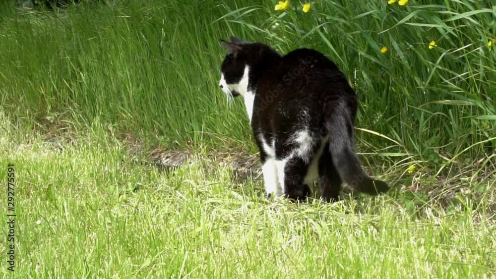 A black and white cat in a French meadow