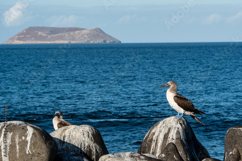 Fototapeta Blue-footed booby at the Galapagos Islands.
