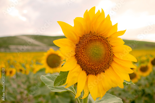 Fototapeta Naklejka Na Ścianę i Meble -  Beautiful yellow and orange sunflower close up. Selective focus