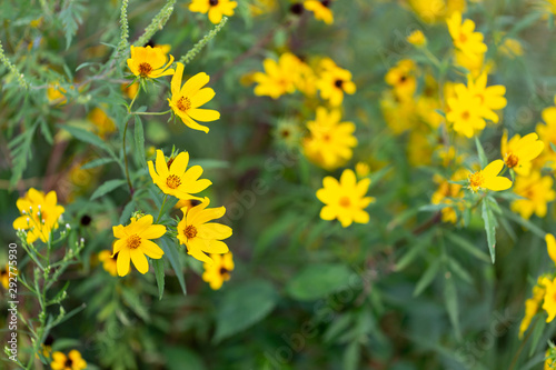 Yellow summer wild flowers in full bloom