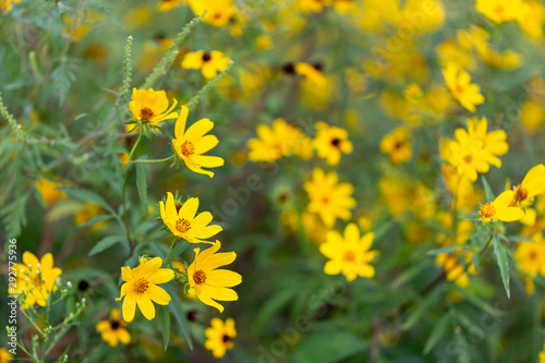 Yellow wild daisy flowers on spring day