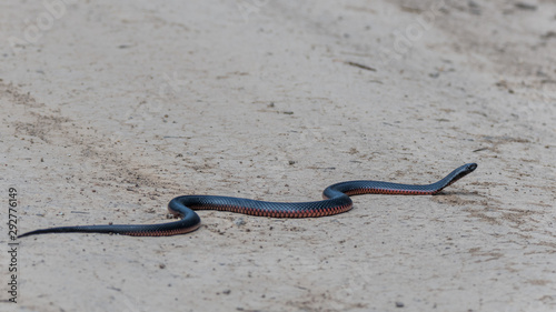 Red-bellied Black Snake - Pseudechis porphyriacus  native to eastern Australia crossing road