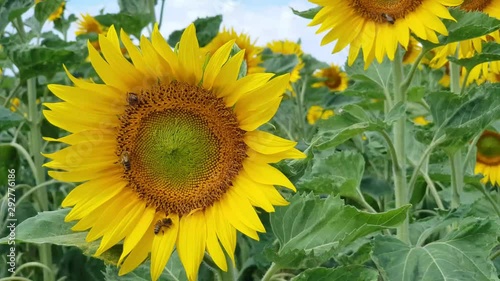 Yellow flowers of Sunflower taken in the foreground close up under a blue sky with cumulusnimbus clouds photo