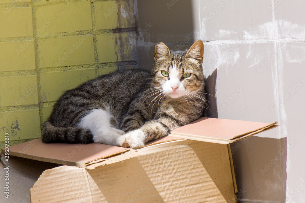 A striped stray cat sits on a cardboard and looks with challenge and aggression. A striped stray cat sits on a cardboard and looks with challenge and aggression.