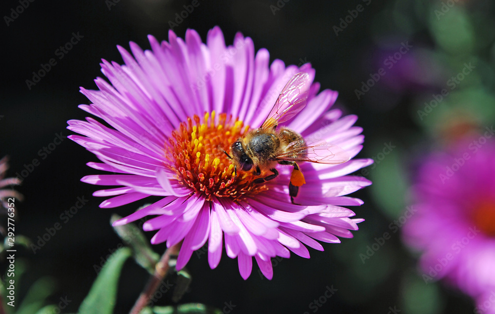 bee on a flower bee on a flower