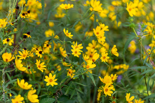 Bunch of yellow wild flowers in summer