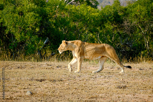 African lioness walking alone in the wild © André Dias Duarte