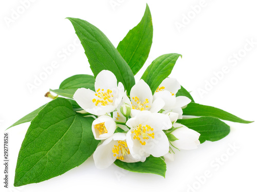 Fresh jasmine on white background © valery121283