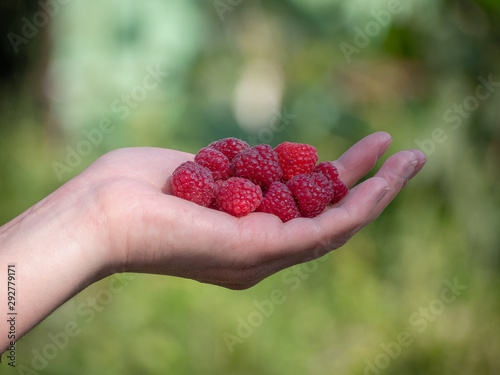 Raspberries in the hand. Autumn harvest of red berries. Female hand holds raspberries on green background. Selected focus.