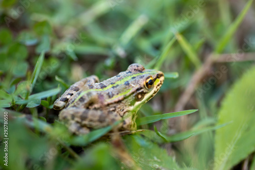 frog in nature