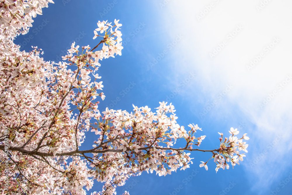 Blossom tree and blue sky natural spring flowers background Blossom tree and blue sky natural spring flowers background
