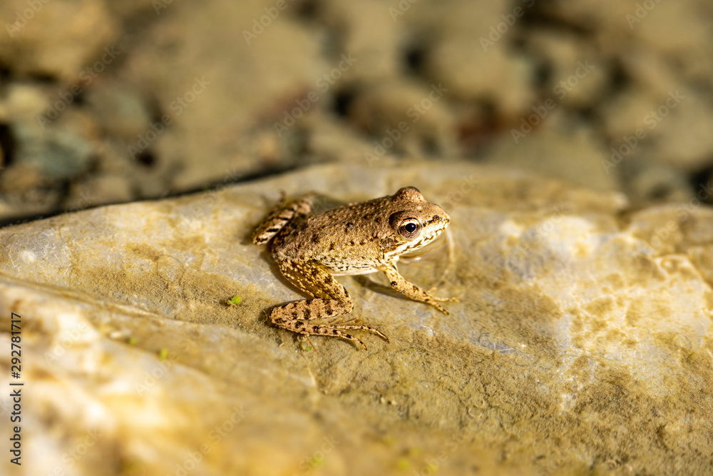 Frog ready to jump