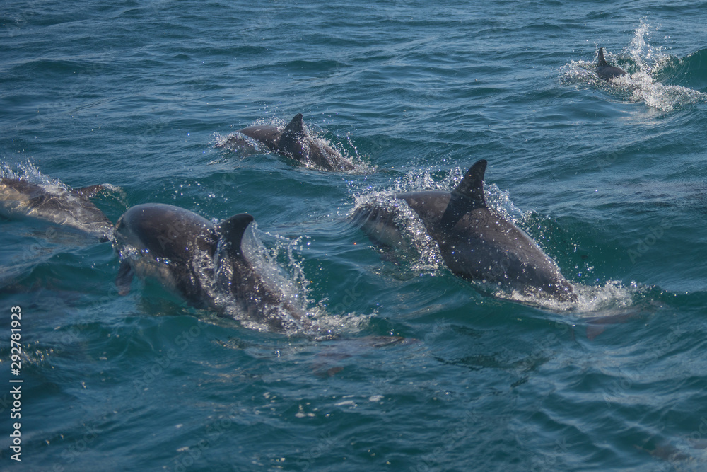 Fototapeta premium Dolphins racing near California beach
