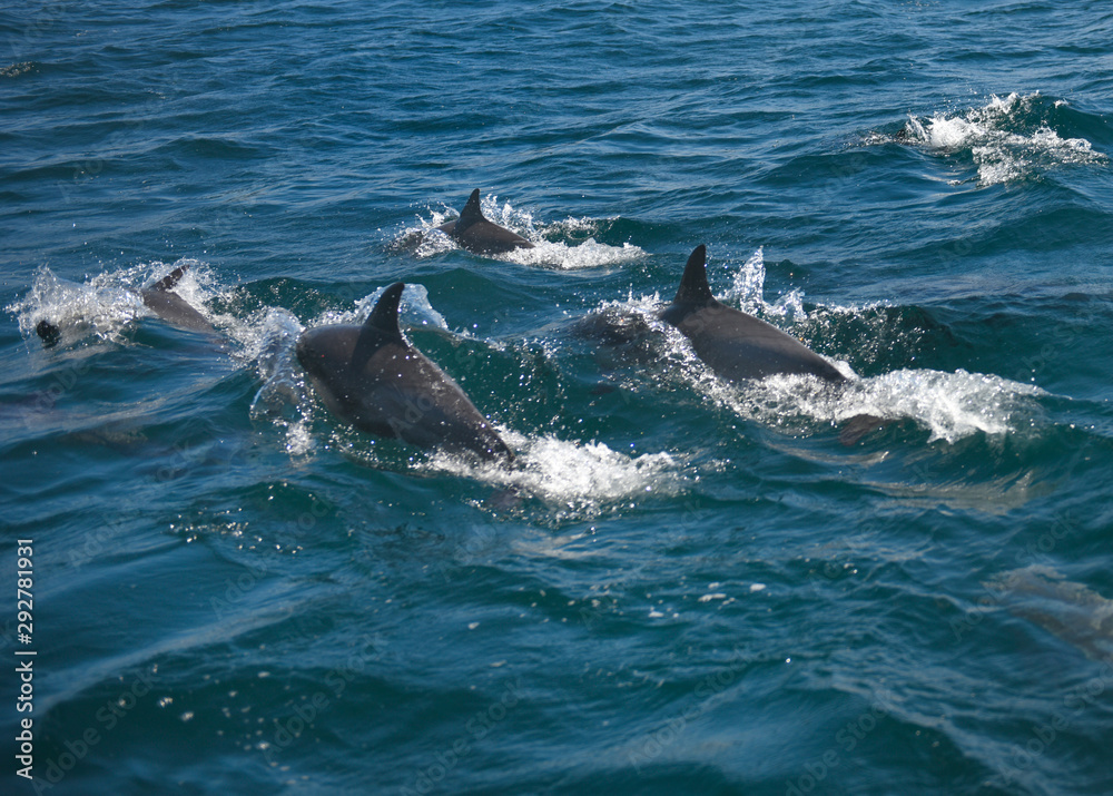 Naklejka premium Dolphins racing near California beach