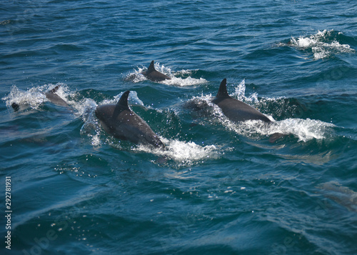 Dolphins racing near California beach