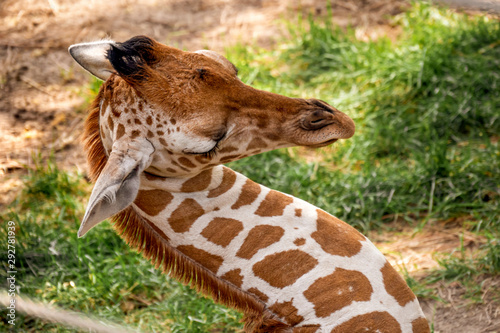 Lovely young Giraffe sleeping at the zoo photo