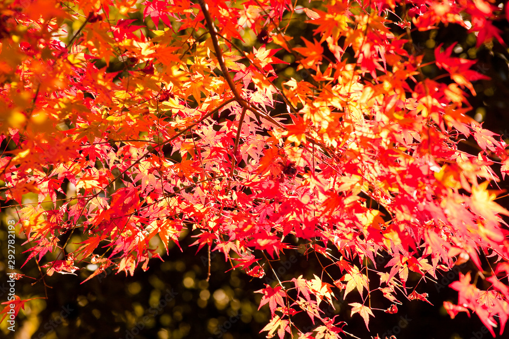 いちき串木野市冠岳の紅葉 いちき串木野市冠岳の紅葉