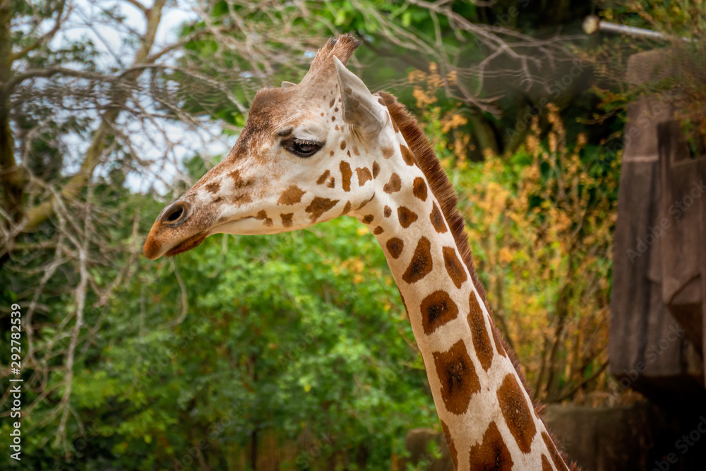 adorable portrait of a giraffe at the zoo adorable portrait of a giraffe at the zoo