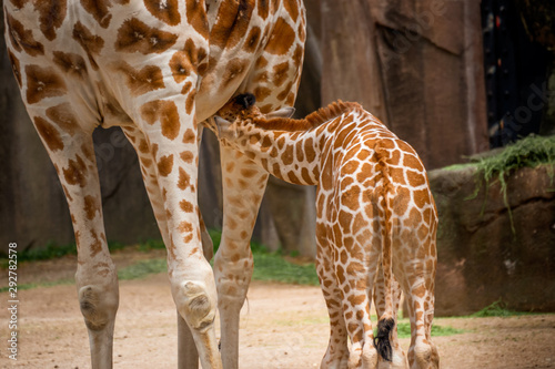 Lovely Young Baby Giraffe Nursing at the zoo