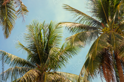 Coco palm crown on blue sky background, tropical nature sepia toned photo. Palm tree in sunny sky banner template. photo