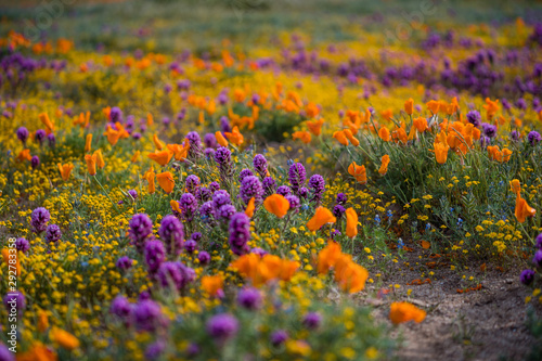 Orange California Poppies and Purple Owl s Clover in field with yellow flowers