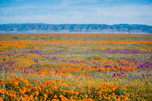 Orange California Poppies and Purple Owl's Clover in field in front of mountains