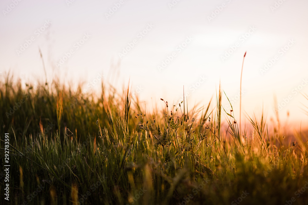 Zen peaceful field grasses glowing at sunset 
