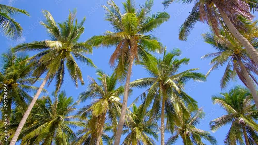 Stock 4k: View up or bottom view coconut palm trees forest in sunshine. Royalty high-quality free video footage scenic view tall coconut palm tree with sun light in the forest when looking up blue sky Stock 4k: View up or bottom view coconut palm trees forest in sunshine. Royalty high-quality free video footage scenic view tall coconut palm tree with sun light in the forest when looking up blue sky