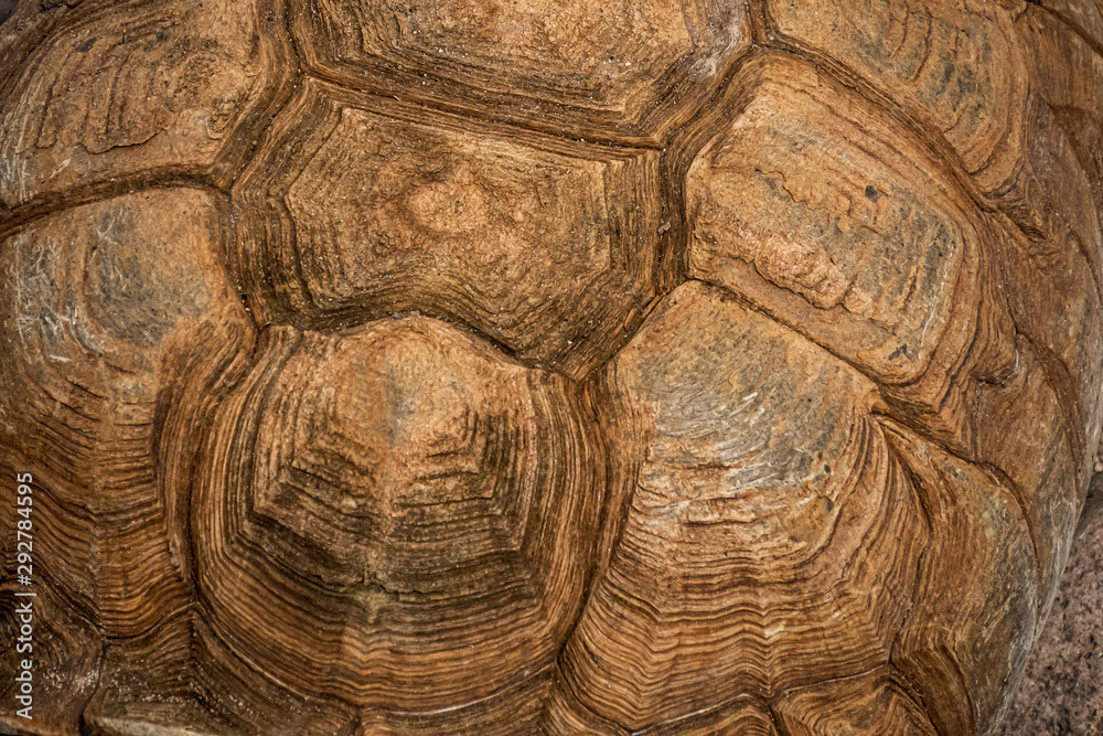 large tortoise shell pattern background and texture large tortoise shell pattern background and texture
