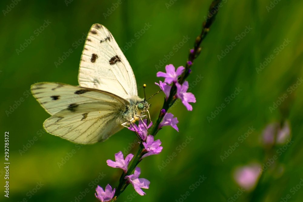 White butterfly