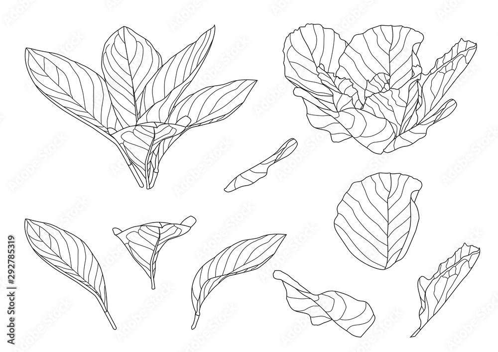 Leaves line single leaf and leaf pattern black Bring to color decorate on white background illustration vector Leaves line single leaf and leaf pattern black Bring to color decorate on white background illustration vector
