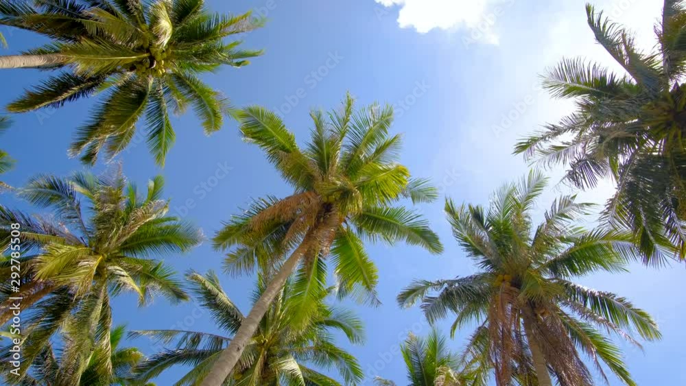 Stock 4k: View up or bottom view coconut palm trees forest in sunshine. Royalty high-quality free video footage scenic view tall coconut palm tree with sun light in the forest when looking up blue sky