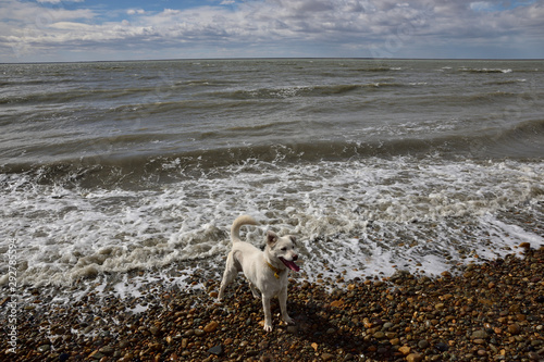 Valokuva perro blanco disfrutando la olas en la costa
