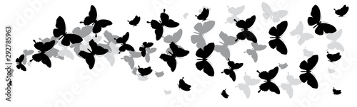 butterfly320